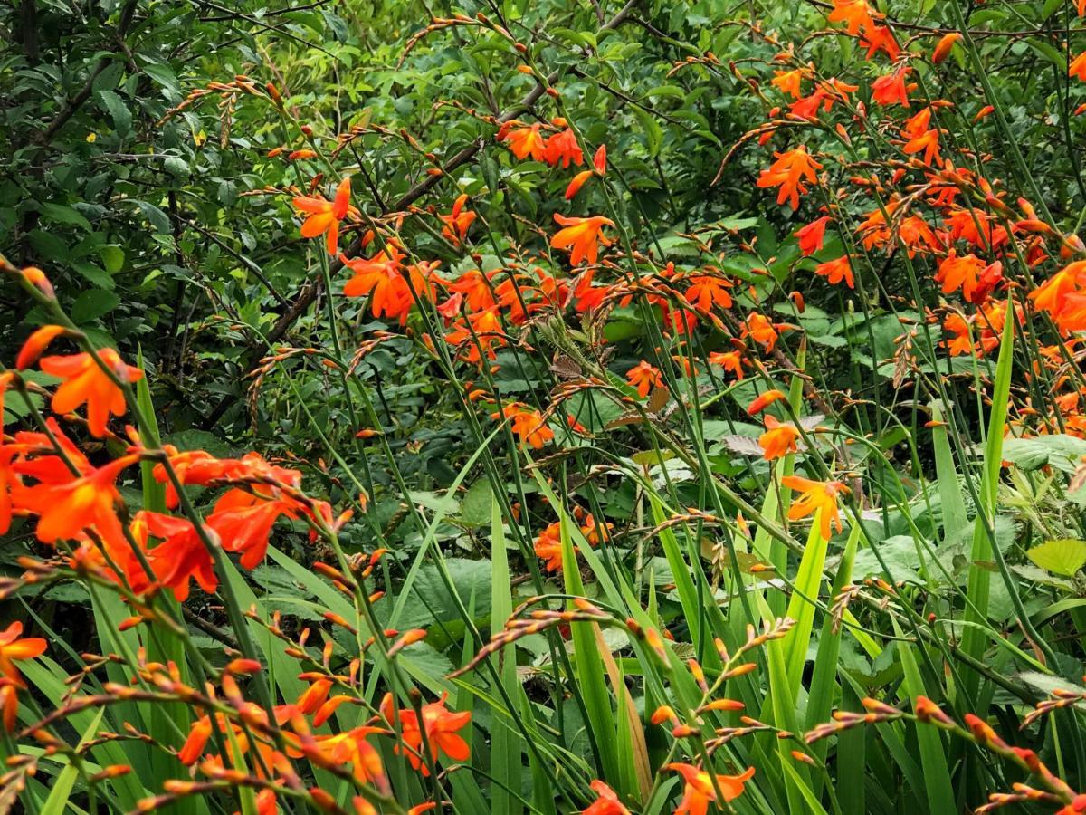 Bed and Breakfast Niblick Bantry Exteriér fotografie
